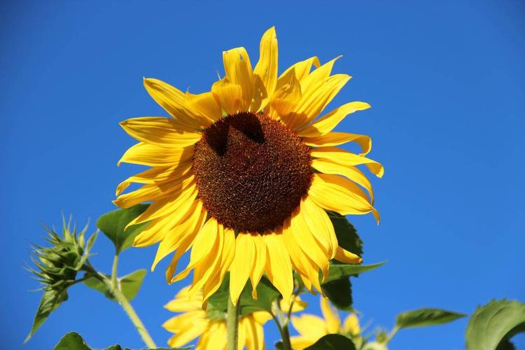 生机勃勃的太阳花的相关图片